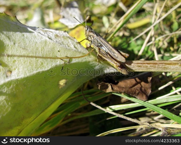 Criket in the yellow and green grass