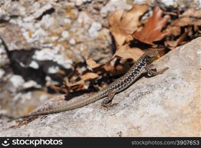 Crimean rock lizard