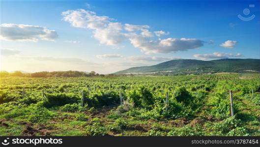 Crimean vineyard in mountains at the sunrise