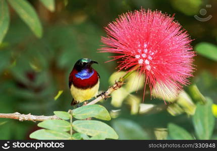 Crimson backed sunbird, Leptocoma minima, male, Coorg, Karnataka, India. Crimson backed sunbird, Leptocoma minima, male, Coorg, Karnataka, India.