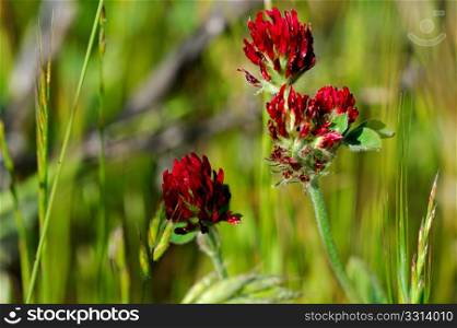 Crimson Clover Trifolium incarnatum (Fabaceae) . Orange California poppies with colorful Crimson Clover scientific name Trifolium incarnatum (Fabaceae) in the background