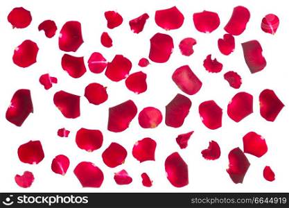 crimson red fresh rose petals isolated on white background