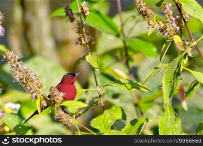 Crimson Sunbird, Aethopyga siparaja, Riverine Forest, Royal Bardia National Park, Bardiya National Park, Nepal, Asia