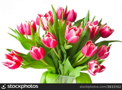 crimson tulips. bouquet of crimson tulips isolated on white background