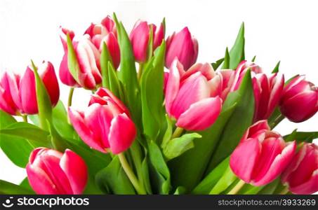 crimson tulips. bouquet of crimson tulips isolated on white background
