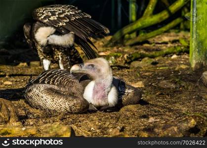 critically endangered bird species, ruppell’s vulture laying on the ground, tropical griffon from the sahel region of Africa