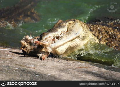 Crocodile