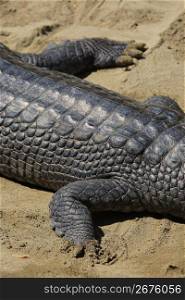 Crocodile,Alligator