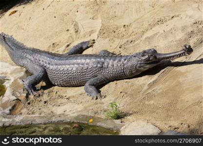 Crocodile,Alligator