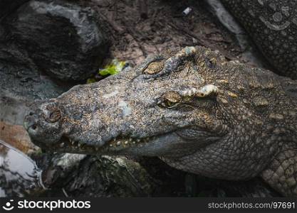 crocodile big head resting in the ground and focus at eyes, can use as background