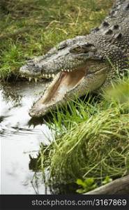 Crocodile by water edge with open mouth, Australia.