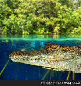 Crocodile cayman swimming in mangrove swamp up down waterline