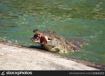 Crocodile eat