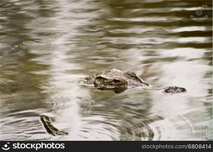 Crocodile eyes in a water body in Mombasa, Kenya