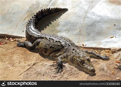 Crocodile having a sun bath in a park South America