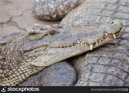 crocodile in green pond