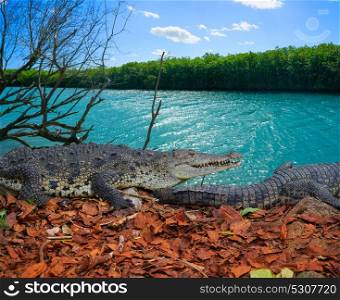 Crocodile in Mexico Riviera Maya mangroove photomount