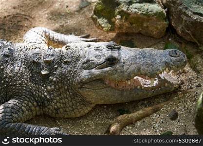 Crocodile in Mexico Riviera Maya on soil