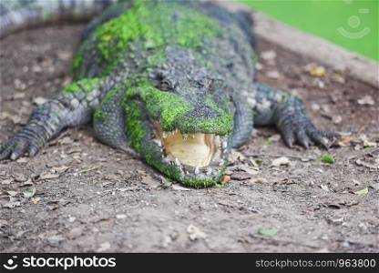crocodile lying on ground with green aquatic plant on skin alligator - selective focus