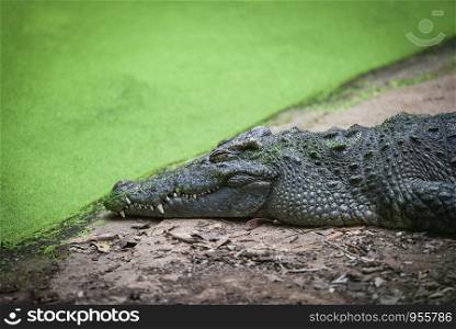 Crocodile lying relaxing on stone near the water in crocodiles farm / animal wildlife reptile