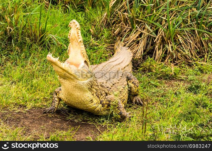 Crocodile mouth open in Nairobi park Kenya Kenya Africa. Crocodile mouth open in Nairobi