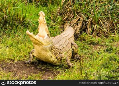 Crocodile mouth open in Nairobi park Kenya Kenya Africa. Crocodile mouth open in Nairobi