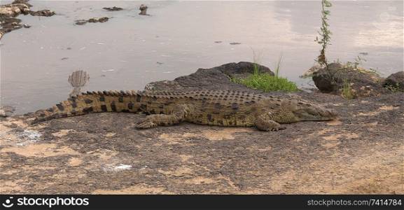 Crocodile on Mara Riverbank in Kenya Africa