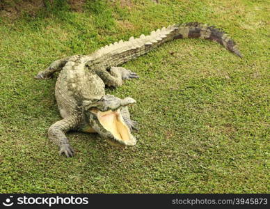 Crocodile opening the mouth resting on the grass