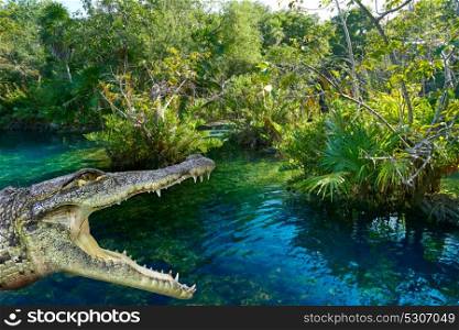 Crocodile photomount in Riviera Maya of Mayan Mexico