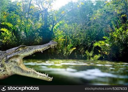 Crocodile photomount in Riviera Maya of Mayan Mexico