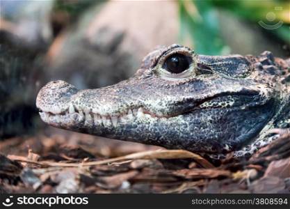 Crocodile profile portrait. Side view of its jaw, focus on eye
