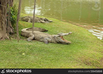 Crocodile resting on the grass