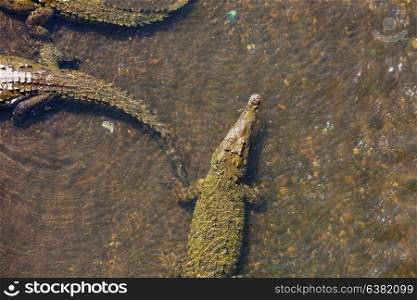 crocodile site in Costa Rica, Central America