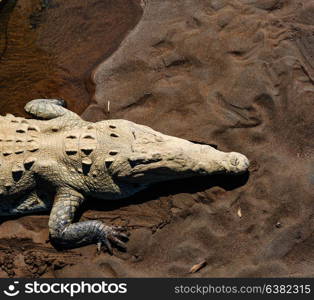 Crocodile site in Costa Rica, Central America