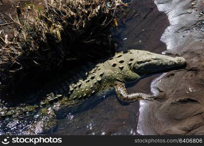 Crocodile site in Costa Rica, Central America