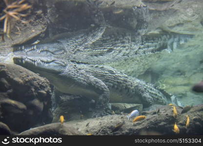 Crocodile swimming in clear water