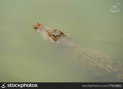 crocodile swimming in the water