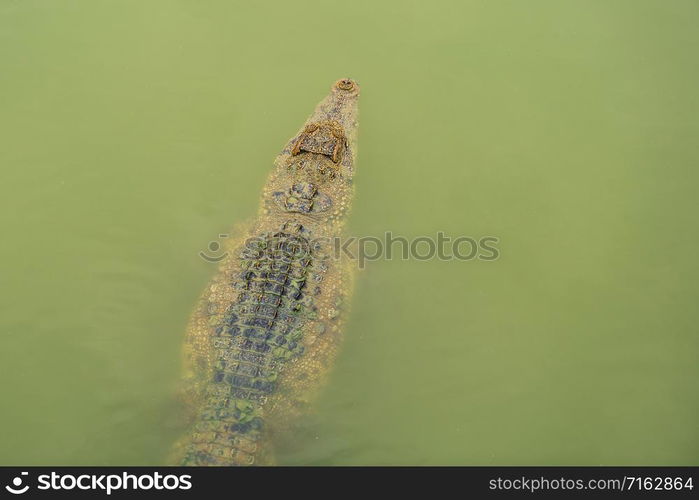 crocodile swimming in the water