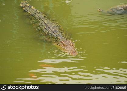 crocodile swimming in the water