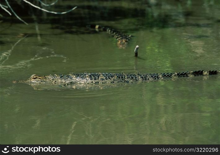 Crocodile Swimming in Water