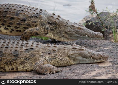 Crocodile wildlife in Kenya