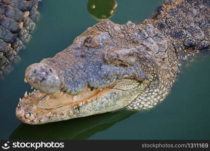 crocodile with open mouth resting in water