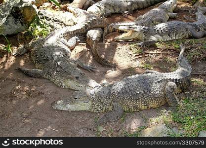 Crocodiles having a sun bath in Central South America