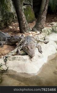 Crocodiles in the area of the zoo. Wild animals live both on land and in water.