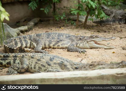 Crocodiles in the area of the zoo. Wild animals live both on land and in water.