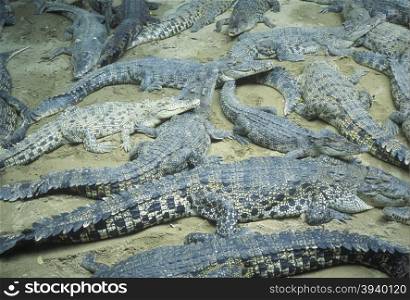 crocodiles in the city of Singapore in Southeastasia.. ASIA SINGAPORE REPTILS CROCODILE