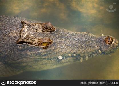 Crocodiles in the water taken close-up