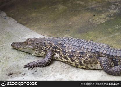 Crocodiles Resting at Crocodile Farm in pond