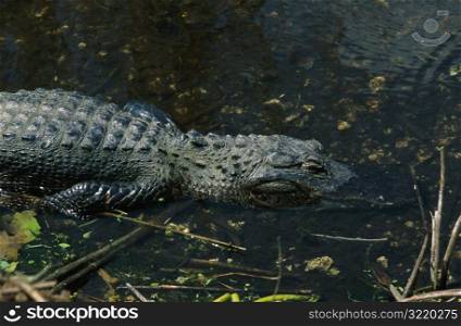 Crocodiles Swimming in Water
