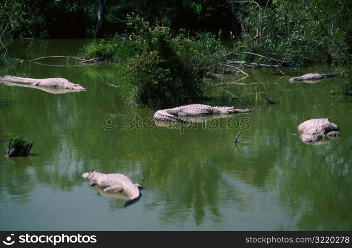 Crocodiles Swimming in Water